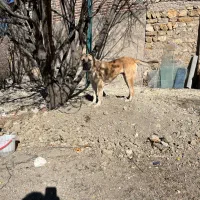 سگ سرابی ۱۱ ماهه