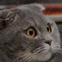 اسکاتلیش cat