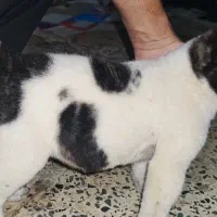 لا عکس ها مادرش|سگ|چابهار, |دیوار