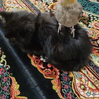 گربه پرشین توله 4ماهه رنگ مشکی گوگولی و بازی گوش