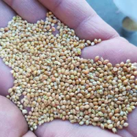 خشکبار ( گلرنگ و کوشه و تخم یونجه و ارزن )|خوردنی و آشامیدنی|اصفهان, قهجاورستان|دیوار