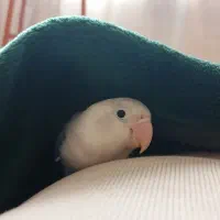 طوطی برزیلی یووینگ خاص و کمیاب|پرنده|تهران, باشگاه نفت|دیوار