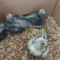 جوجه عروس هلندی سرلاکی دستی|پرنده|یزد, |دیوار