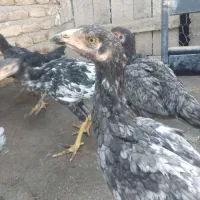 جوجه لاری اصل