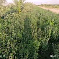 یونجه|خدمات باغبانی و درختکاری|احمدی, |دیوار