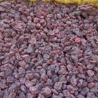 آفتابی قندبالا( تاکستان)|عمده‌فروشی|تهران, جمال‌زاده|دیوار