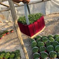 سبزه عید|گل و گیاه طبیعی|پاکدشت, پاکدشت (مامازند)|دیوار