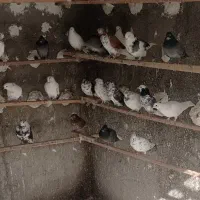 کبوتر فوق پرشی ساعت بالا