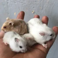 همسترکمپول منیاتوری|موش و خرگوش|شهریار, شهرک بهاران (ویره)|دیوار