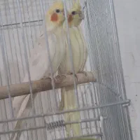 عروس هلندی لوتینو زعفرانی