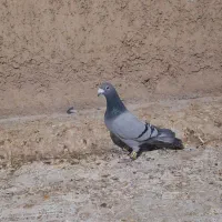فروش کبوتر بلوار نصر|پرنده|شیراز, شریف‌آباد|دیوار