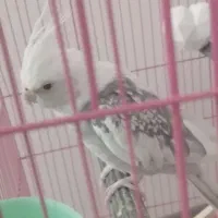 عروس هلندی|پرنده|محمدشهر, همایون ویلا|دیوار