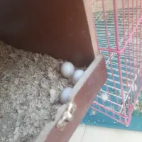 عروس.عروس هلندی|پرنده|تهران, شهرک رضویه|دیوار