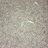 لوبیا قرمز|عمده‌فروشی|رودبار (کرمان), |دیوار