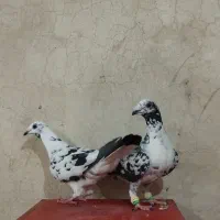 کفتر کبوتر|پرنده|شیراز, سعدیه جنوبی|دیوار