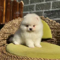 پامر پامرانین خرسی|سگ|تهران, شهرک غزالی|دیوار