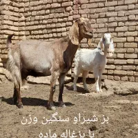 بز بدون بزغاله و بززاییده