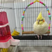 جفت عروس هلندی