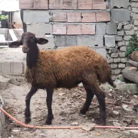 گوسفندبره نر
