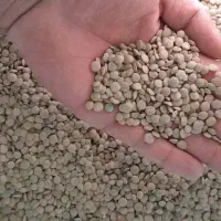 عدس درجه یک عالی پوخت سری|خوردنی و آشامیدنی|بزینه رود, |دیوار