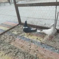 کبوتر فروشی|پرنده|خوسف, |دیوار