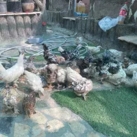 یوسل بلژیکی