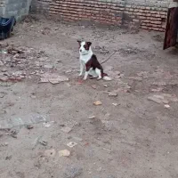 سگ پاکوتاه  روستای|سگ|گنبد کاووس, |دیوار