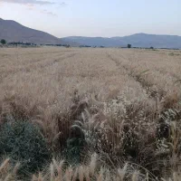 گندم ابی حدود 8 تن برای فروش