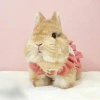 باگز بانی لوپ باهوش مینیاتوری خرگوش|موش و خرگوش|اصفهان, جلفا|دیوار