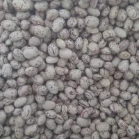 لوبیا چیتی  بزری رقم کوشا ۹۰۰ کیو بوجاری