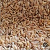 فروش دو تن گندم کمباین