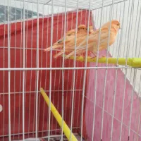 قناری رد فاکتور اورجینال