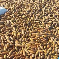 بلوط درجه یک ریز