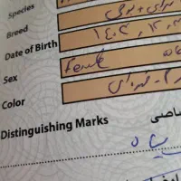 سگ سرابی|سگ|چابکسر, |دیوار