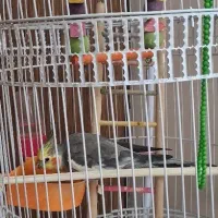 عروس هلندی نر