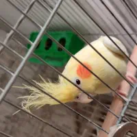 عروس پاریس|پرنده|کارون, |دیوار