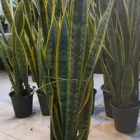 سانسوریا پا بلند شمشیری ابلق پُرغلاف سطل 4|گل و گیاه طبیعی|قم, نیروگاه|دیوار