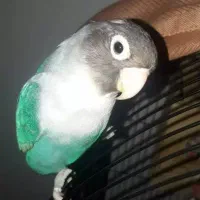 فروش جفت طوطی برزیلی رنگ آبی کاربنی