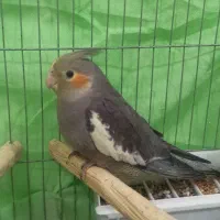 جوجه عروس هلندی