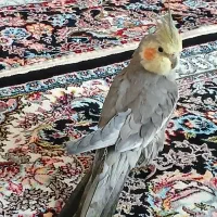 عروس..نرماده|پرنده|جوانرود, |دیوار