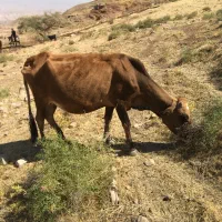 گاو محلی|حیوانات مزرعه|دره شهر, |دیوار