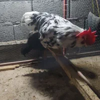 خروس ریش گلین|حیوانات مزرعه|گمیشان, |دیوار