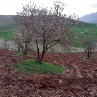 فروش فوری یک هکتار باغ بادام روانسر|فروش دفتر صنعتی، کشاورزی، تجاری|روانسر, |دیوار