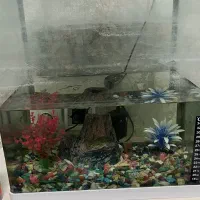 اکواریوم با ماهی گوپی|ماهی|تبریز, |دیوار