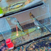 تعدادی عروس هلندی جوان و جوجه|پرنده|گنبد کاووس, |دیوار