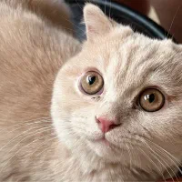 گربه نر اسکاتیش جهت جفتگیری|گربه|مشهد, عبادی|دیوار