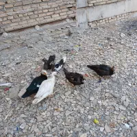 اردک اسرائیلی|حیوانات مزرعه|رباط‌کریم, رباط‌کریم|دیوار