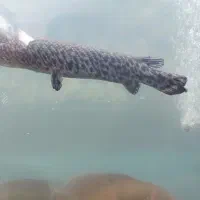 ماهی الیگیتور ۳۵ سانتی