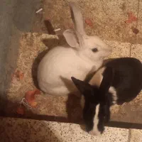 خرگوش جنس نر