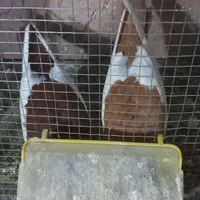 پلاکی و طوقی